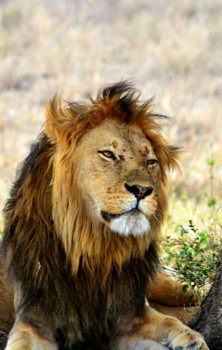 Namibië - Simba opzoek naar prooi in Serengetti.