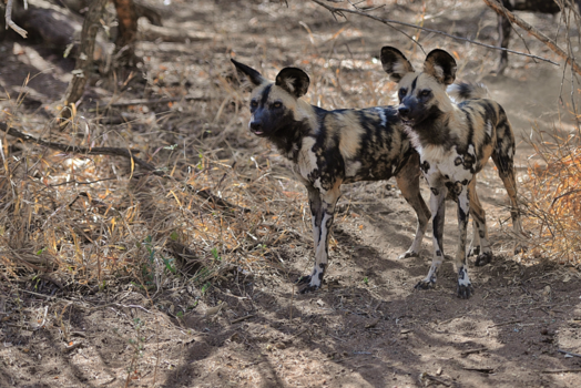 Namibië - Wat een geluk deze te zien!