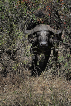Botswana - Waterbuffel verstoppertje..