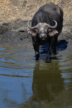 Botswana - Drinkende buffel vanuit schuilhut