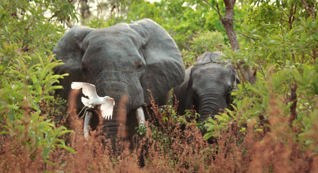 Ghana - Verrassingsbezoek