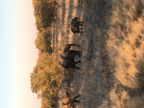 Etosha National Park - Elephants
