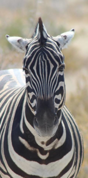 Etosha National Park - Zebra in Etosha National Park