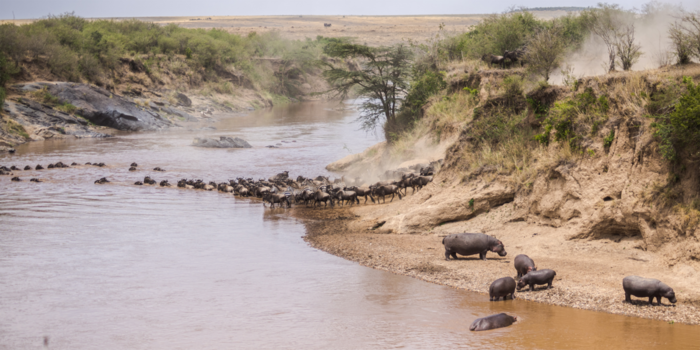Kenia - Migratie van de gnoes & zebra’s