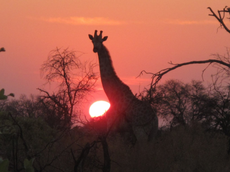 Botswana - Sundown in Botswana