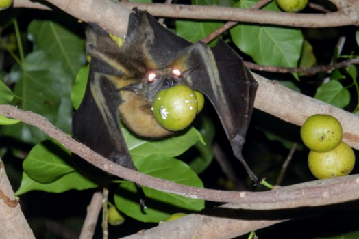 Gambia - Fruit vleermuis