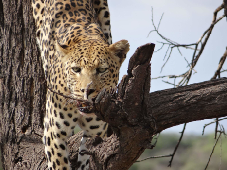 Namibië - Kiekeboe, hier ben ik