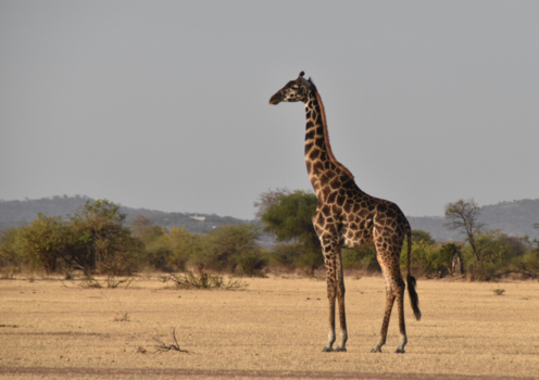 Serengeti National Park - Giraffe in Serengeti National Park