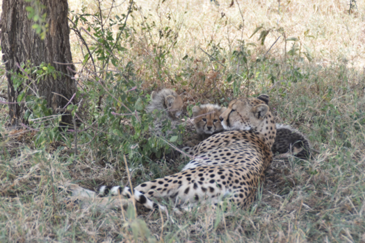 Serengeti National Park - Cheetah welpen
