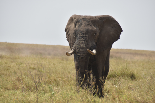 Serengeti National Park - Deze kwam wel heel dichtbij