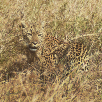 Serengeti National Park - Camouflage
