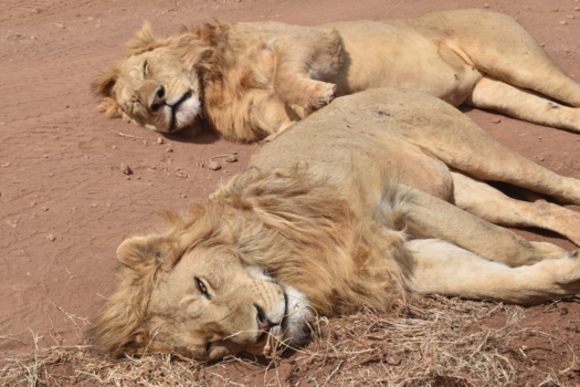 Ngorongoro krater - To sleep of not to sleep