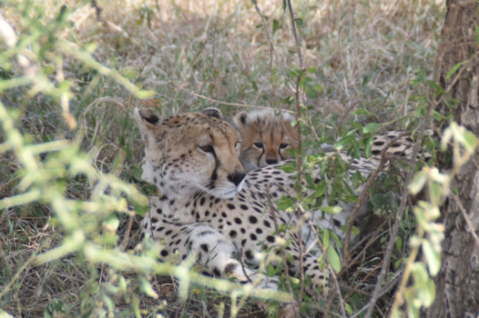 Serengeti National Park - Veilig bij mama