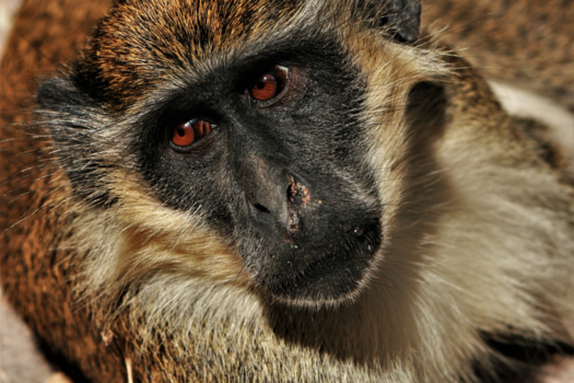 Georgetown (Gambia) - Geweldig Gambia!