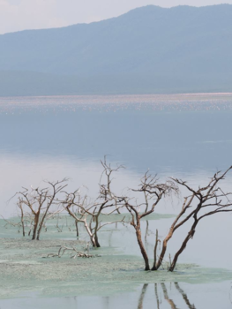 Masai Mara - Lake Bogoria