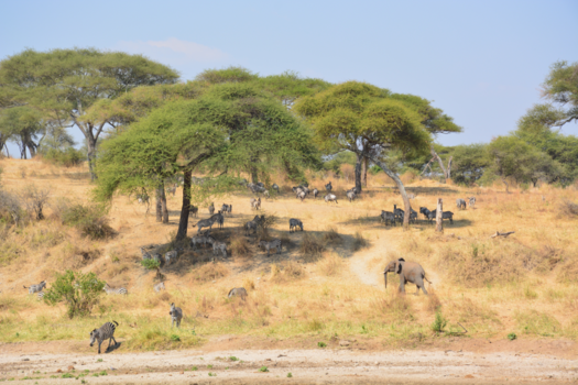 Tanzania - Op safari in Tanzania ✈