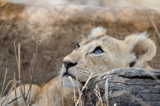 Serengeti National Park - Een dromerig welpje