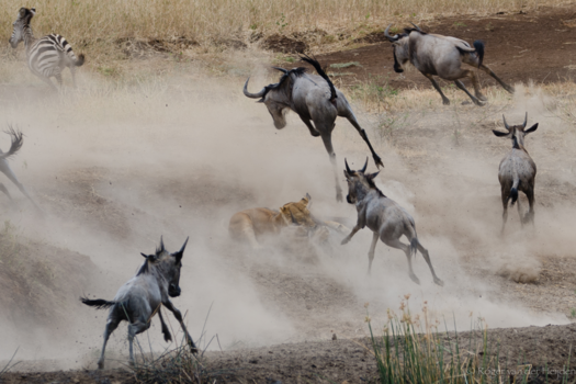 Tarangire National Park - Nature calls
