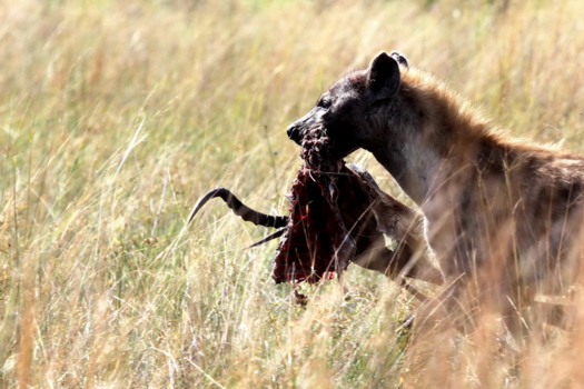Okavango Delta - Aan de haal met de buit