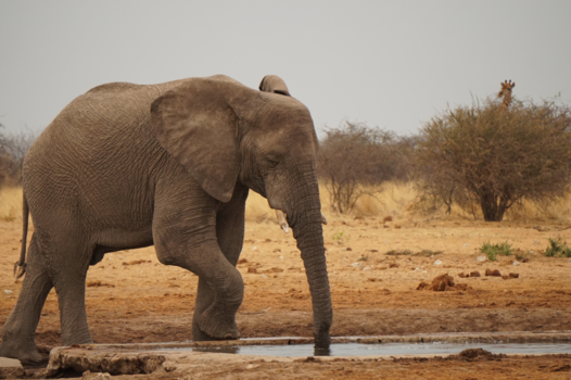 Namibië - De olifant en giraffe. Prachtig plaatje in Namibië, Etosha nationaal park 2017.