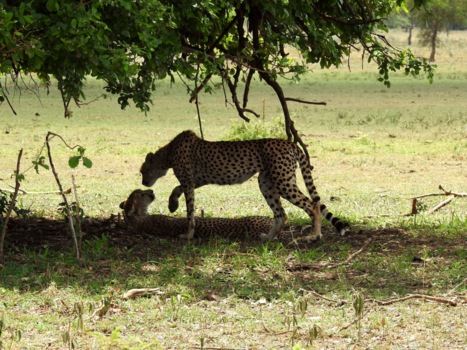 Serengeti National Park - Wild Love