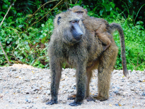 Oeganda - Bavianen