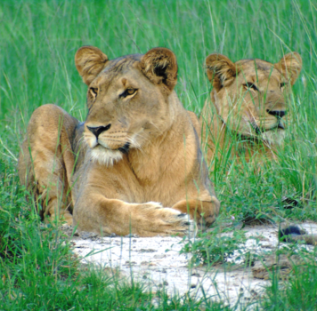 Oeganda - Leeuwinnen