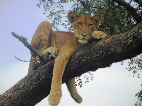 Oeganda - Boomleeuw