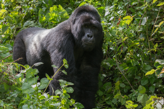 Oeganda - Silverback