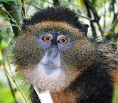 Oeganda - Golden Monkey