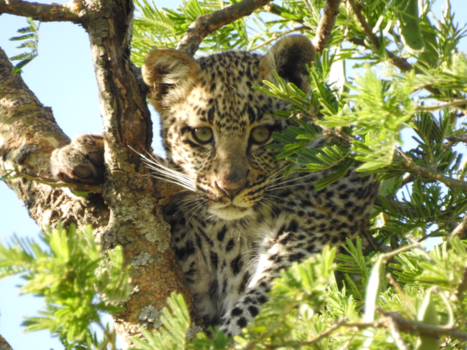 Tanzania - Let’s go to the wild