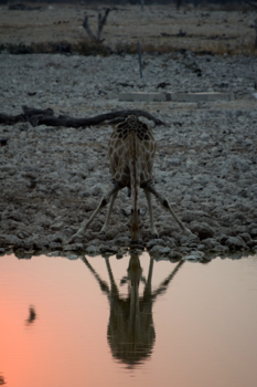 Namibië - pracht plaatje van een Giraf! in het prachtige Namibië