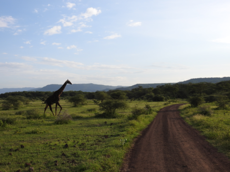 Tanzania - Giraf