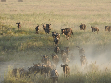 Tanzania - Gnoetrektocht