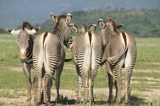 Kenia - mooie konten