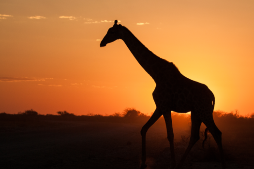 Etosha National Park - Giraf bij zonsondergang