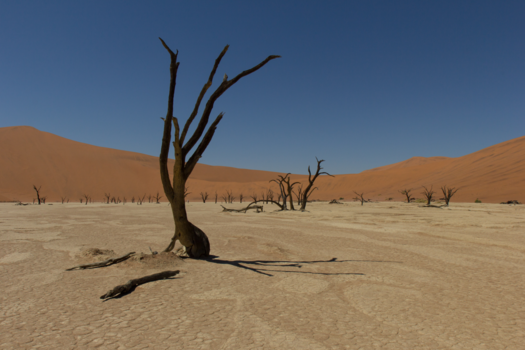 Namibië - Death Vlei