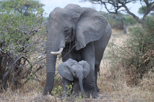 Tanzania - Groot en klein