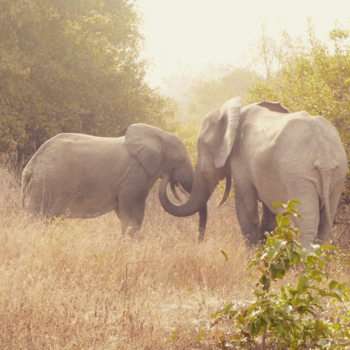 Ghana - Elephant kiss
