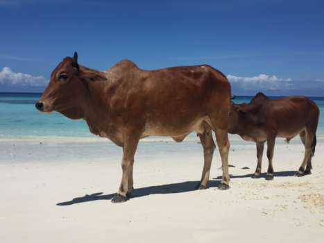Stranden van Zanzibar - Ook de koeien houden in Zanzibar van het strand