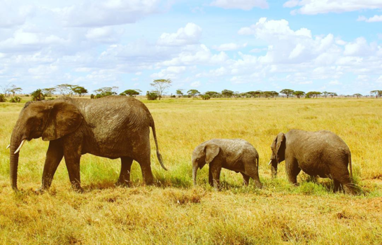 Serengeti National Park - Elephants