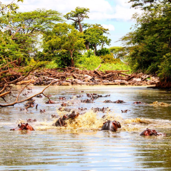 Serengeti National Park - Hippo's