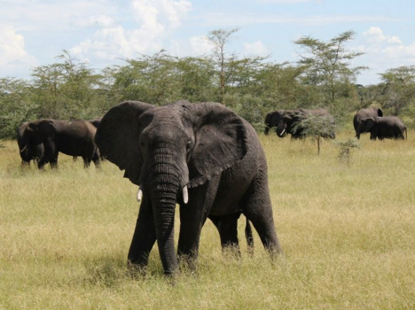 Serengeti National Park - Elephant