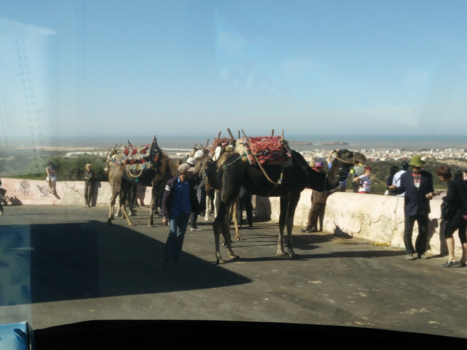Marrakesh - Dromedaris