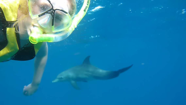 Egypte - Wild dolphin watching human with stupid glasses