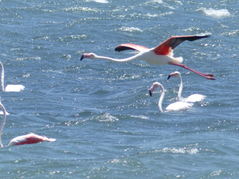 Lüderitz en Kolmanskop - Luderitz.  Flamingo kolonie !!