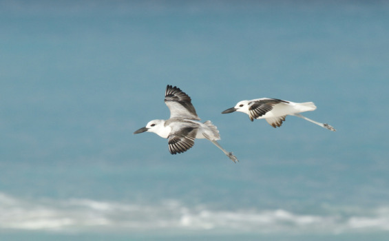 Seychellen - Krabplevier als in een schilderij