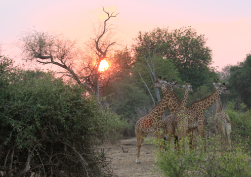 Zambia - Zonsondergang met wat giraffes