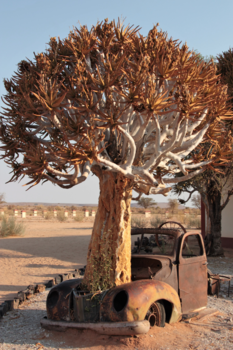 Namib-woestijn - hebben we boom toch verkeerd geplant?