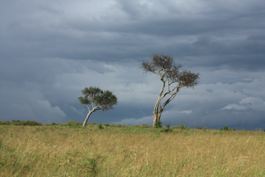 Kenia - Masai mara